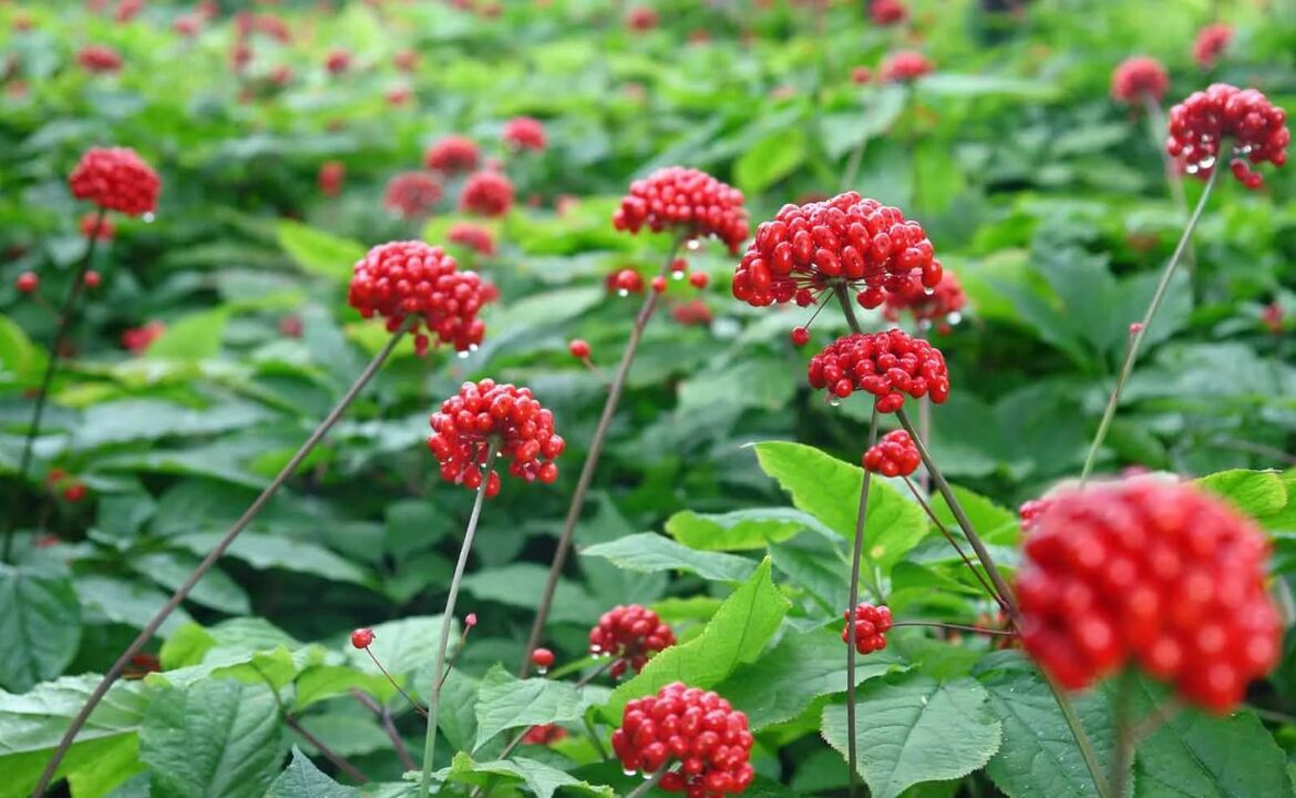 Le ginseng aidera à éliminer l'inflammation de la prostatite