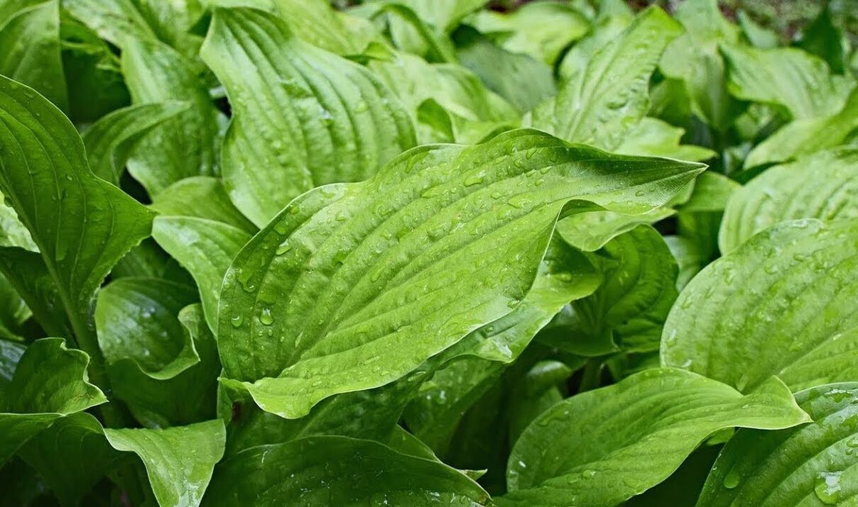 Plantain utilisé pour le traitement à domicile de la prostatite