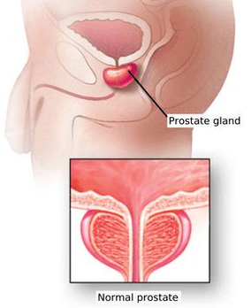 Structure schématique de la prostate masculine